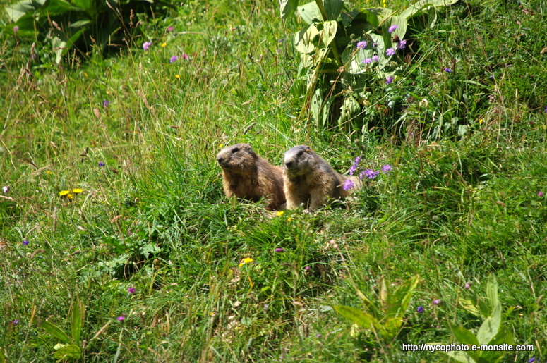 Marmotte 6