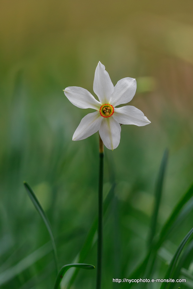 Narcisse à fleurs rayonnantes 1 ou narcisse des poètes / Narcissus radiflorus