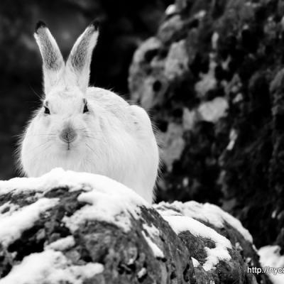 Lièvre variable / Lepus timidus