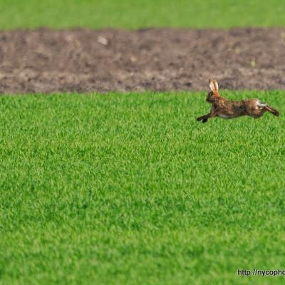 Lièvre d'Europe / Lepus europaeus