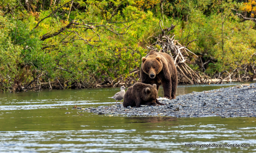 Alaska 111