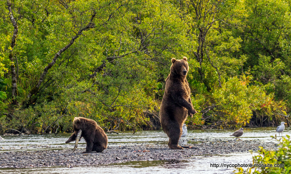 Alaska 113