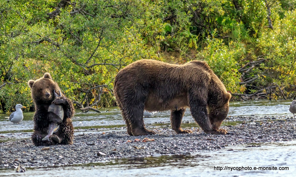 Alaska 115