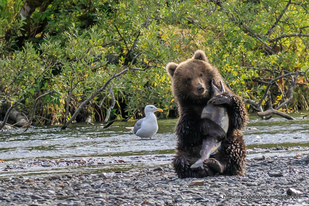 Alaska 116