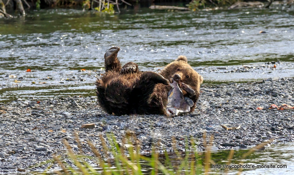 Alaska 118