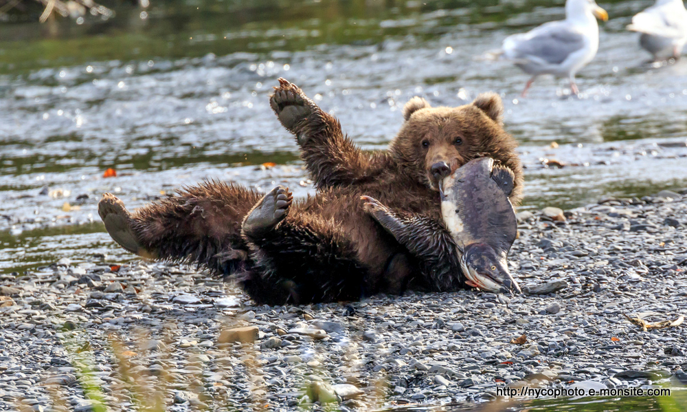Alaska 119