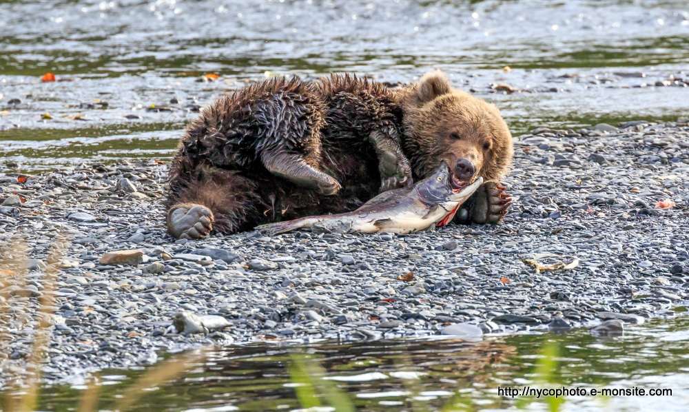 Alaska 120