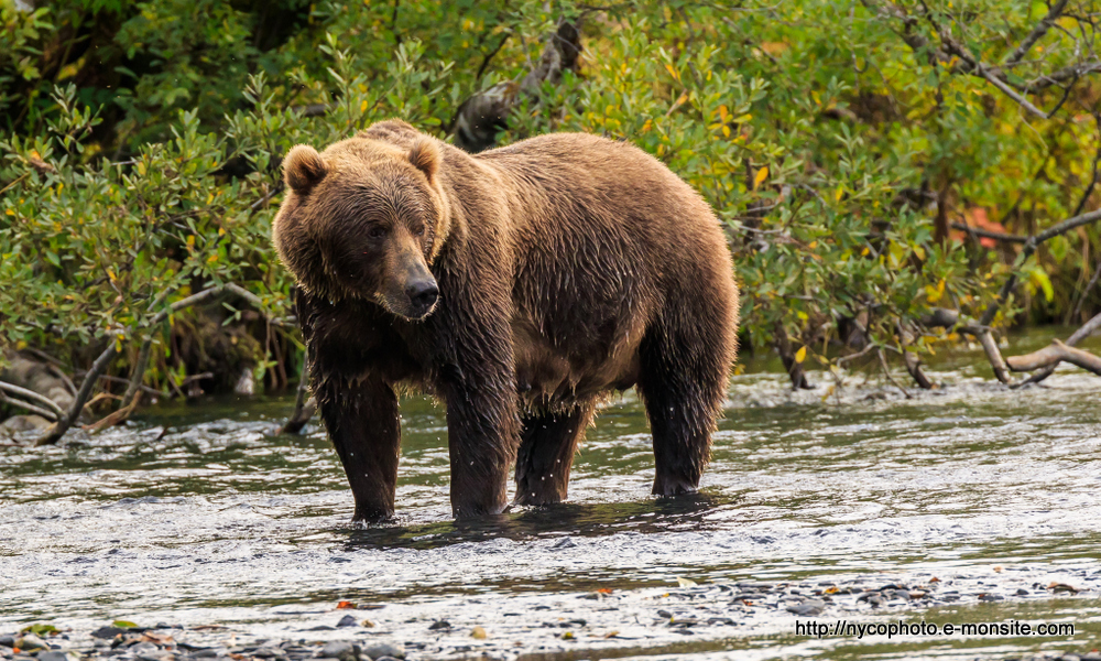 Alaska 123