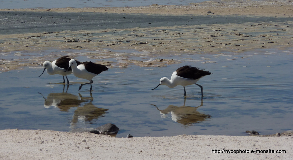 Avocette des Andes / Recurvirostra andina / Andean Avocet / Avocetta delle Ande