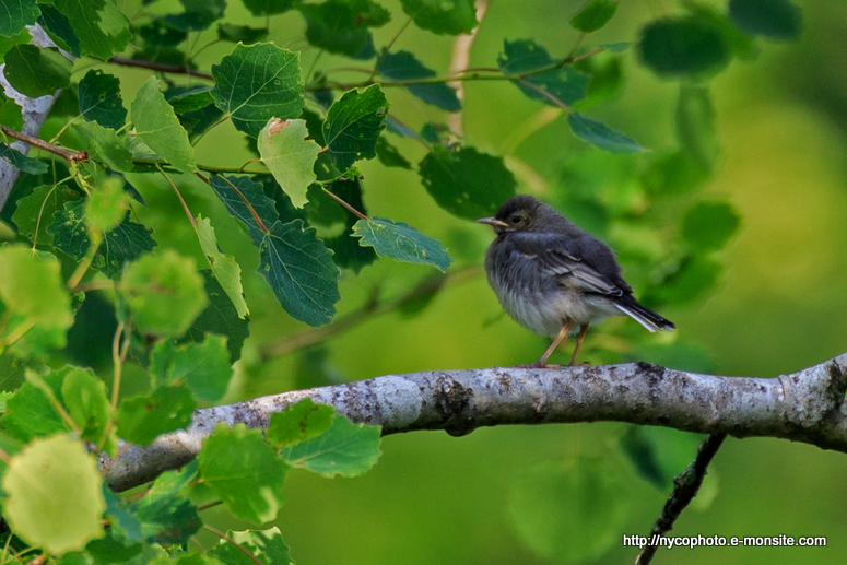 Bergeronnette grise 3, juvenille