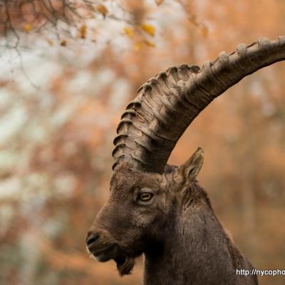 Bouquetin des Alpes. Capra ibex