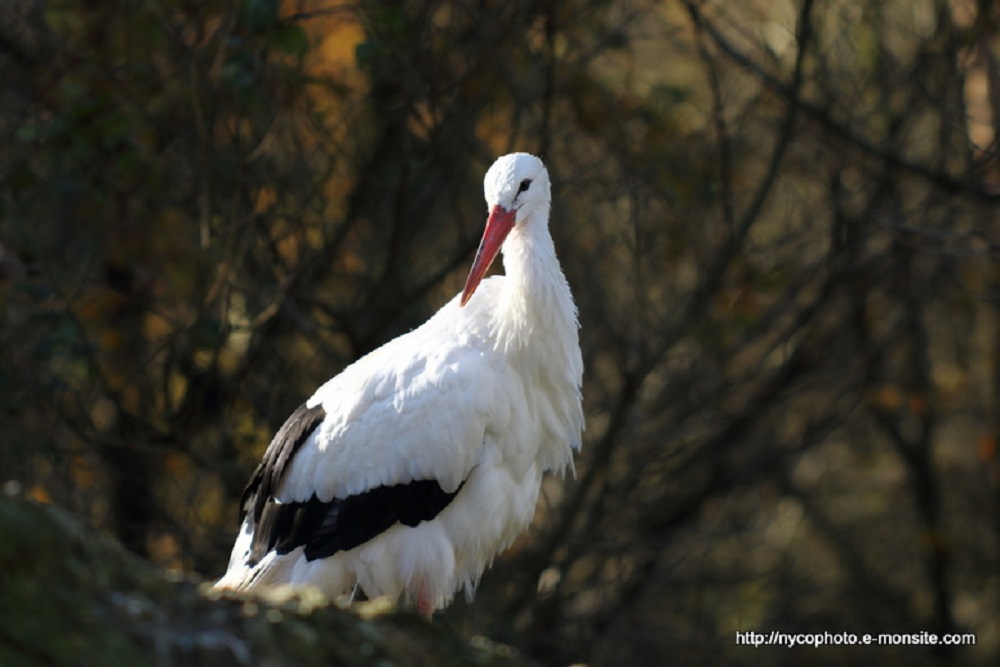 Cigogne blanche 1 / Ciconia ciconia / White Stork / Cicogna bianca