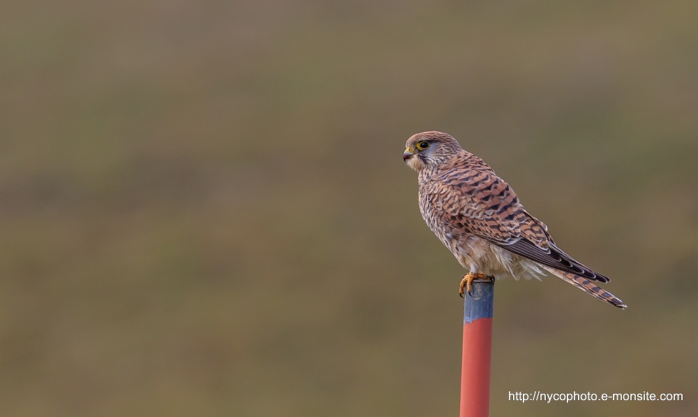 Faucon crécerelle 1 / Falco Tinnunculus / Common Kestrel /  Gheppio comune