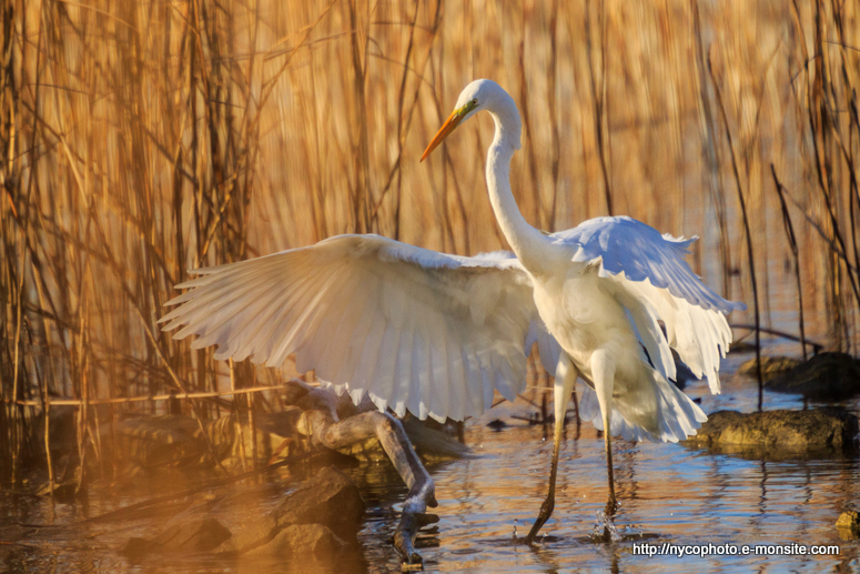 Grande aigrette 2