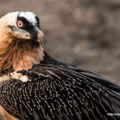 Rapaces, oiseaux de proie