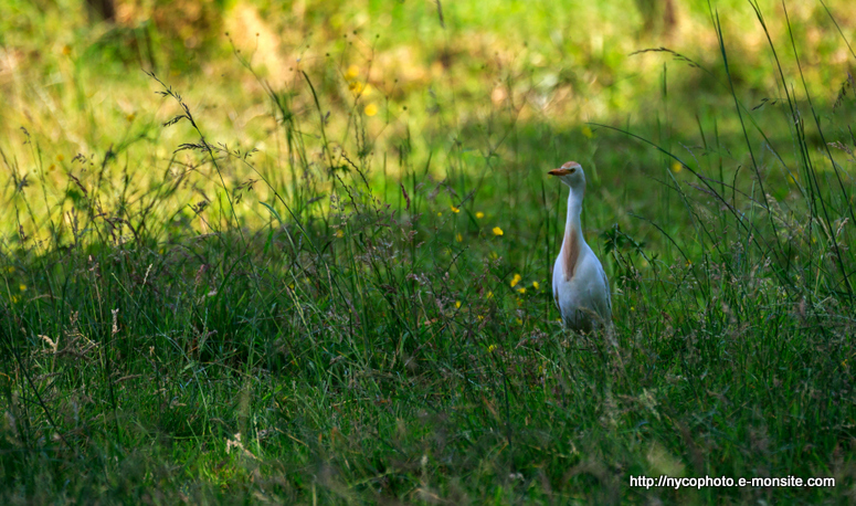 Héron garde-bœufs 1 / Bulbulcus ibis / Western Cattle Egret / Airone guardabuoi