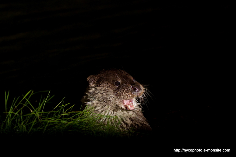 Loutre 1