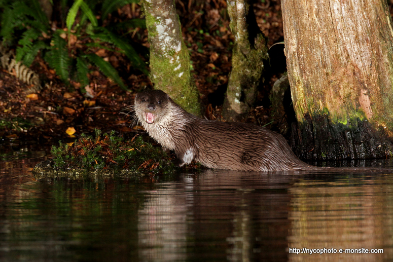 Loutre 2