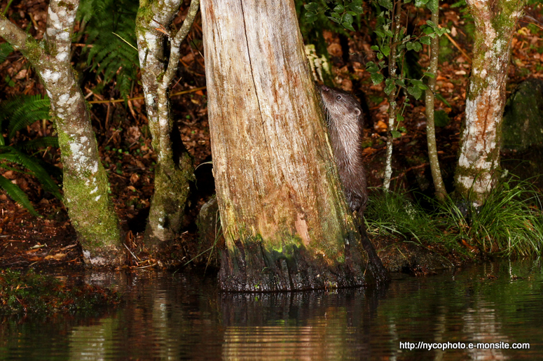 Loutre 3