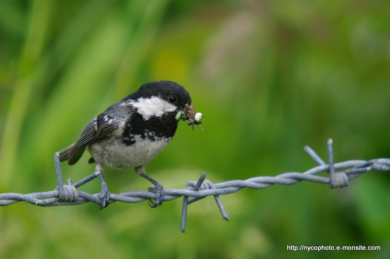 Mésange noire 1 / Periparus ater / Coal Tit  / Cincia mora