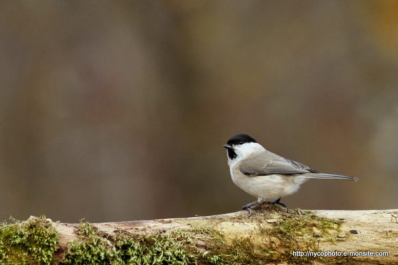 Mésange nonnette 2