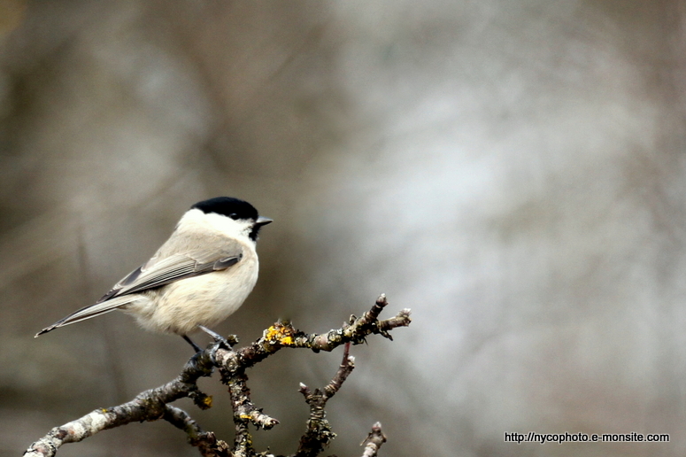 Mésange nonnette 1