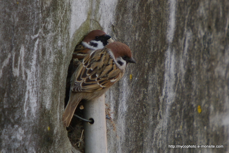 Moineau friquet 1