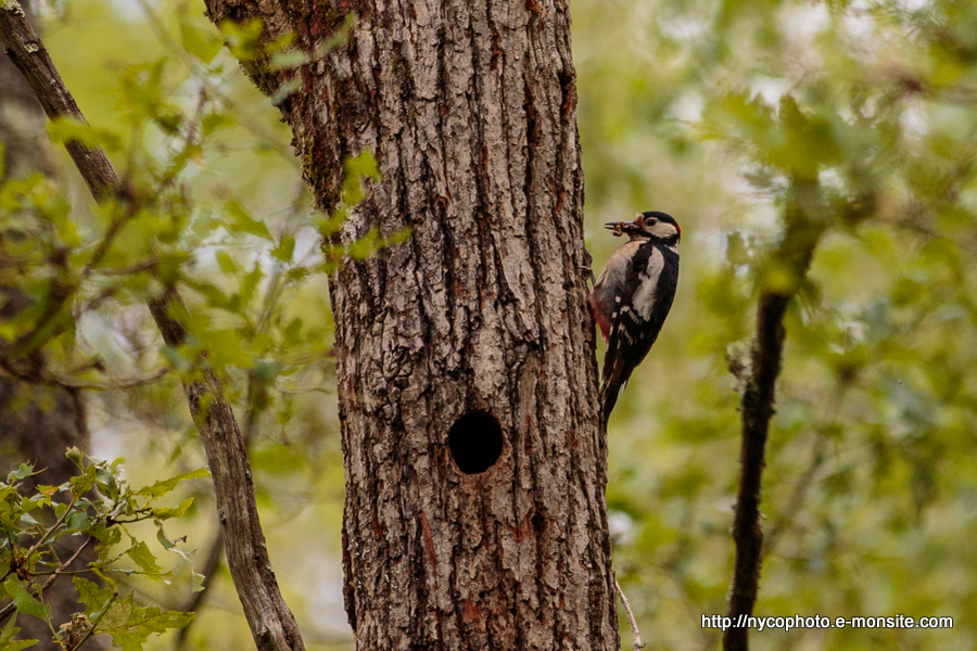 Pic épeiche mâle 1 / Great Spotted Woodpecker