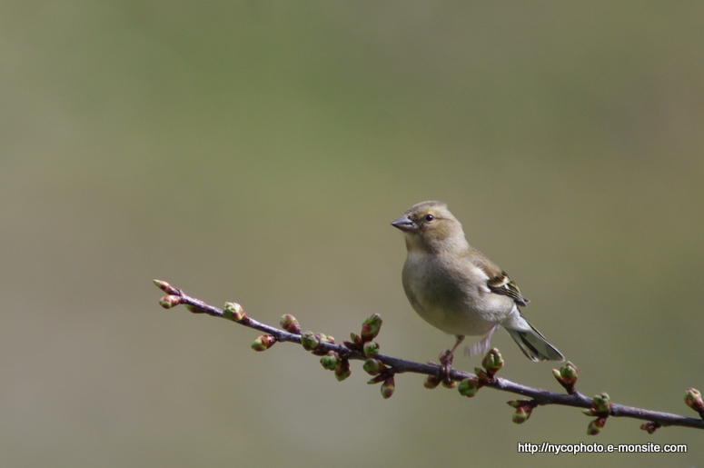 Pinson des arbres 1, femelle / Fringilla coelebs