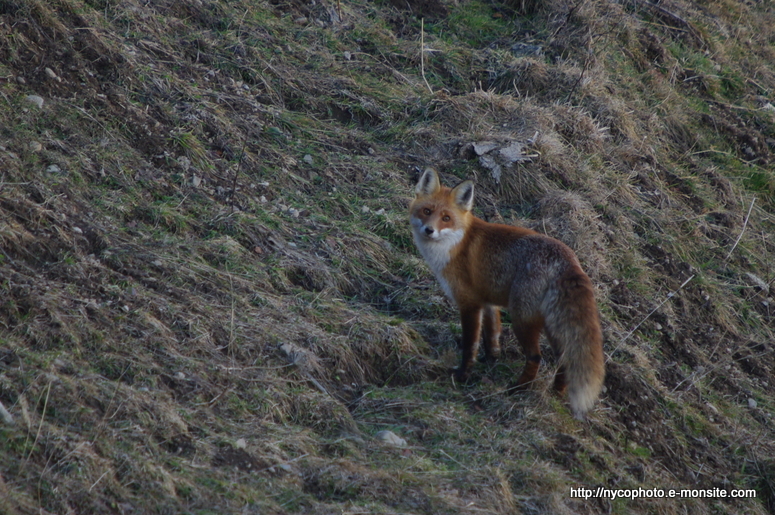 Renard 1