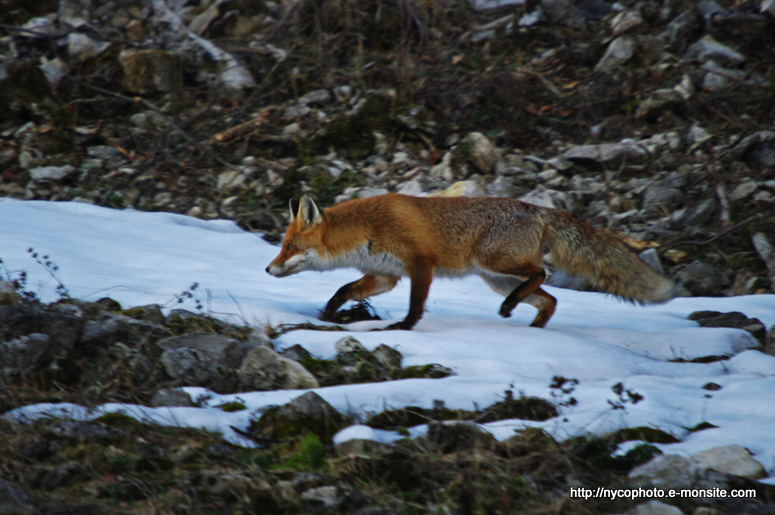 Renard 2