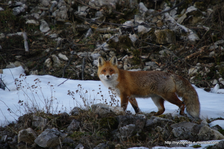 Renard 3